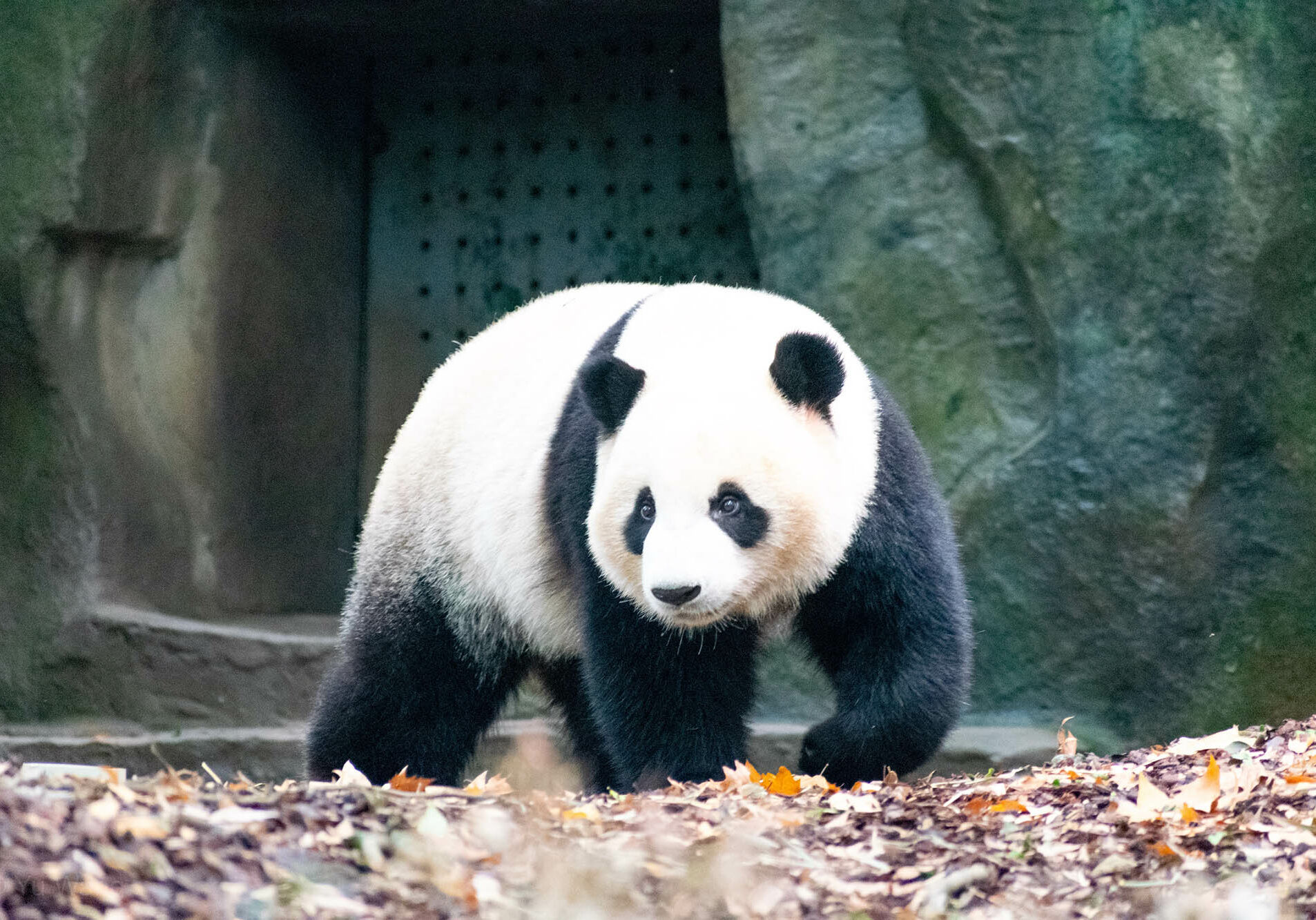 chengdu-giant-panda